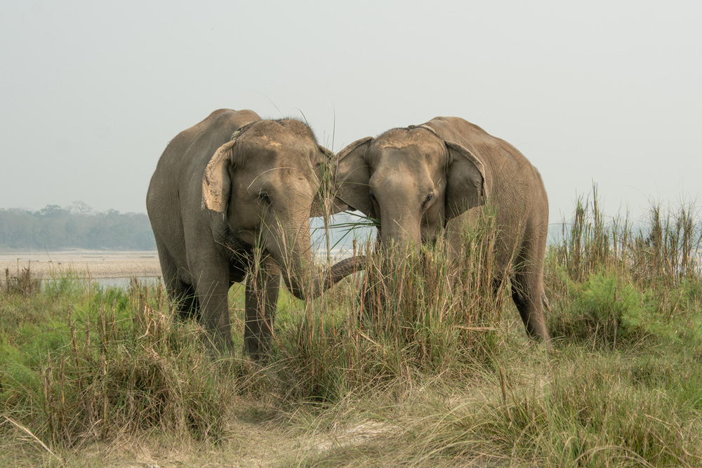 elephant