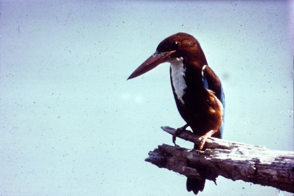 king-Fisher