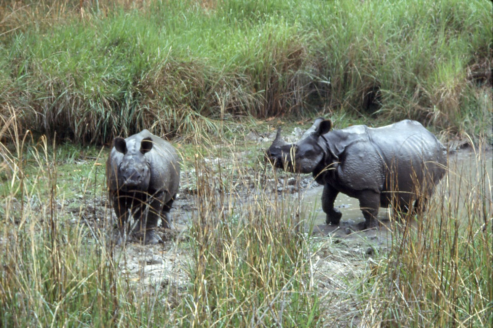 rhino