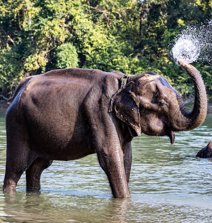 elephant research