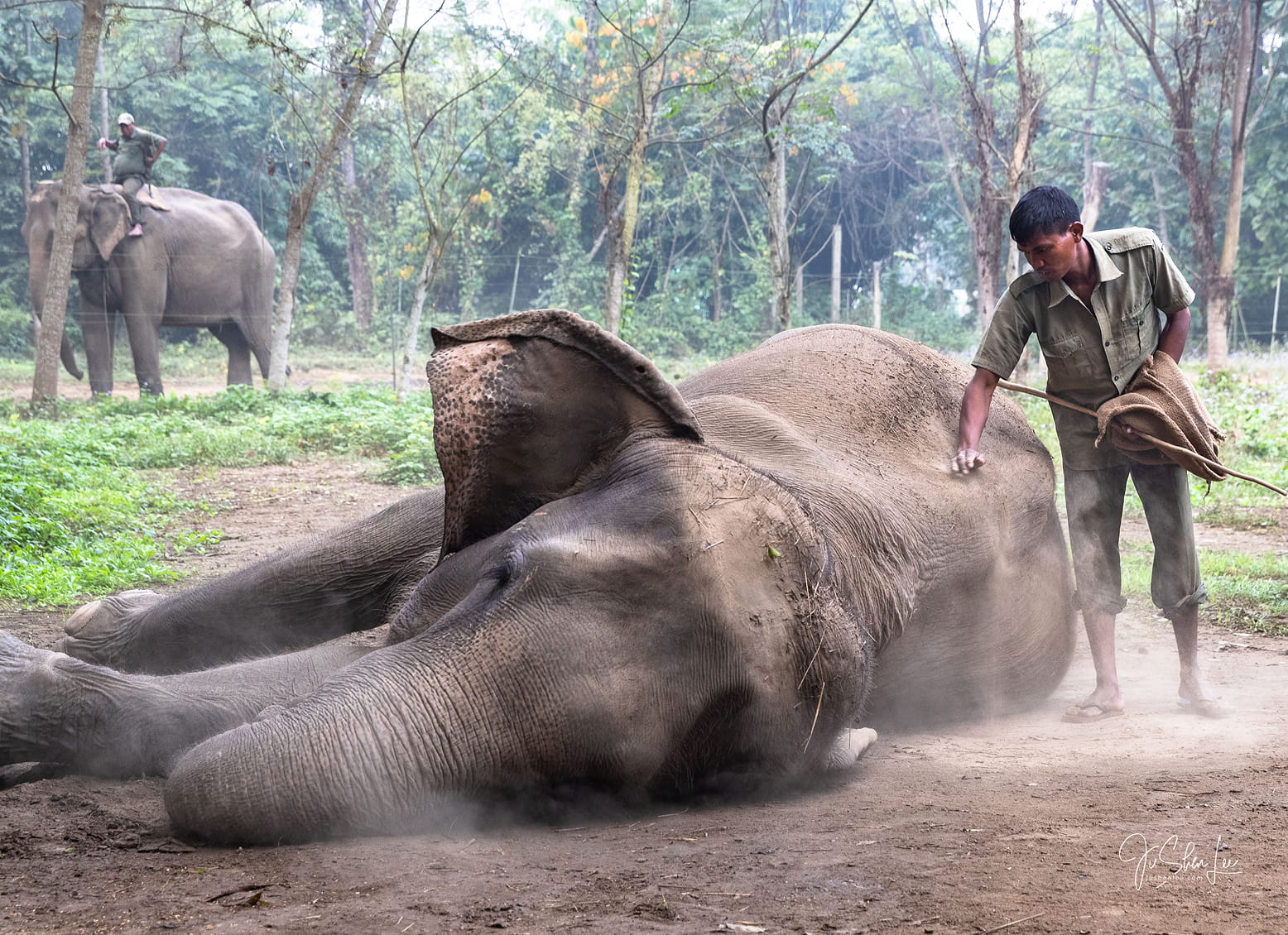 volunteer elephant