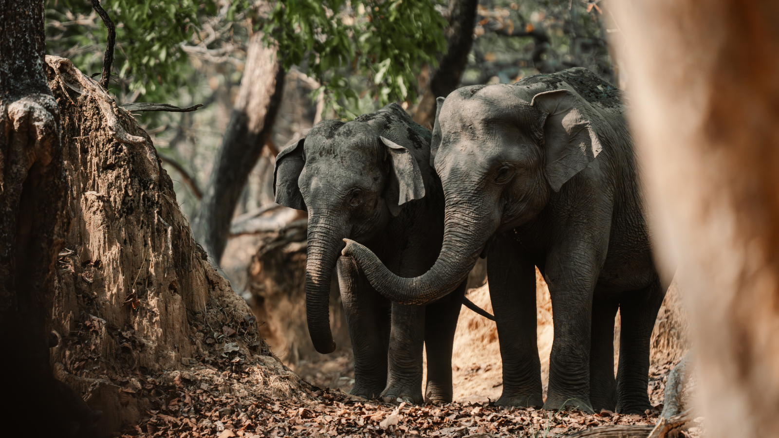 elephant-welfare-01
