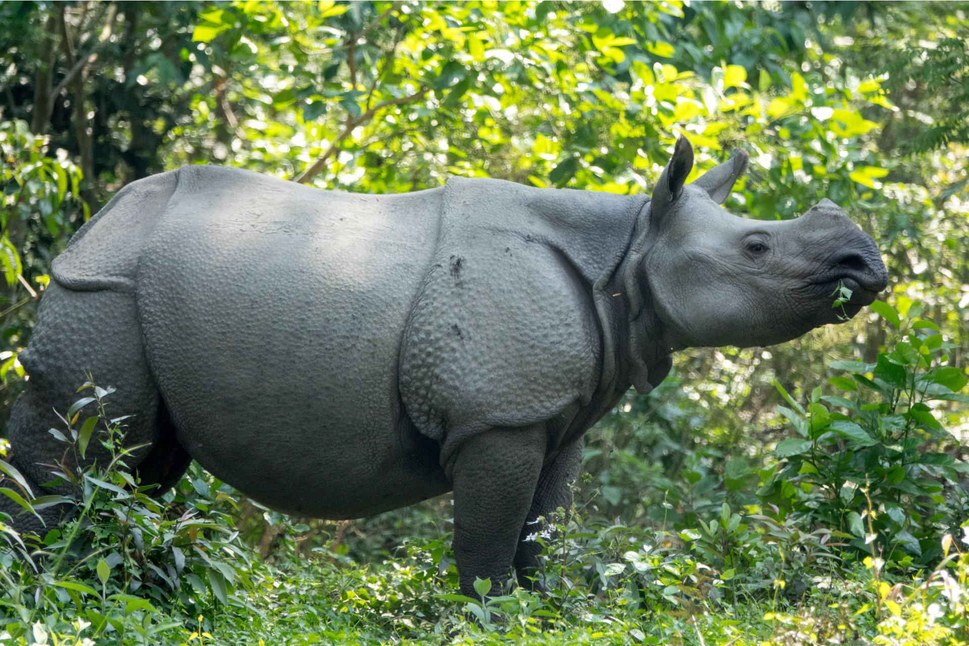 rtt-rhino-banner