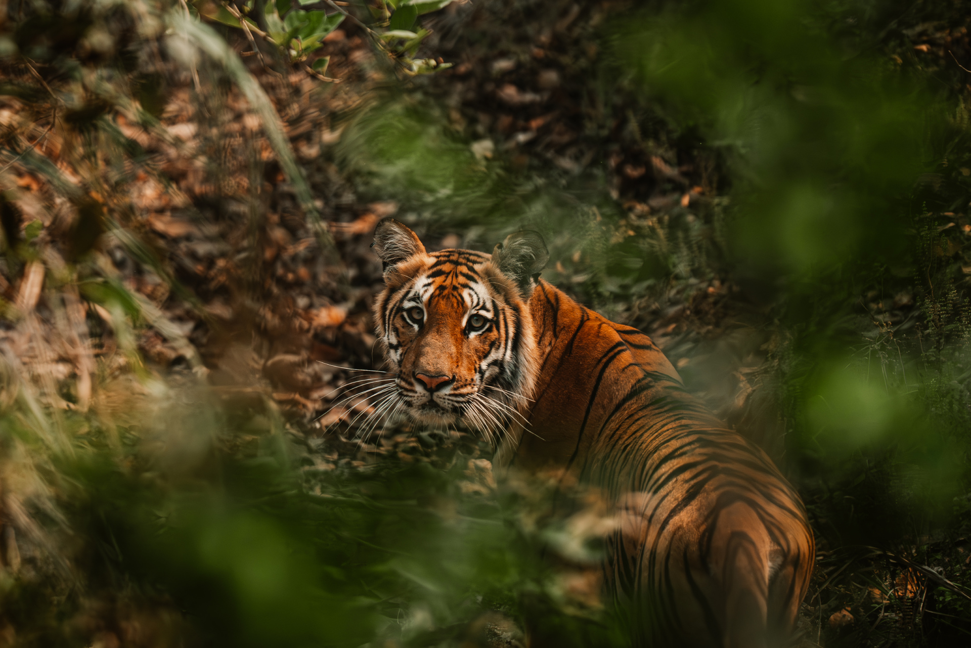 rtt-tiger-banner