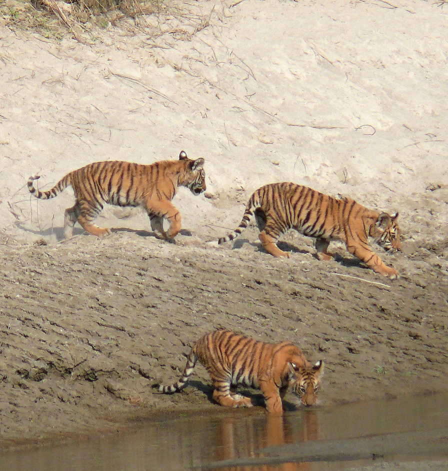 research-tiger-img