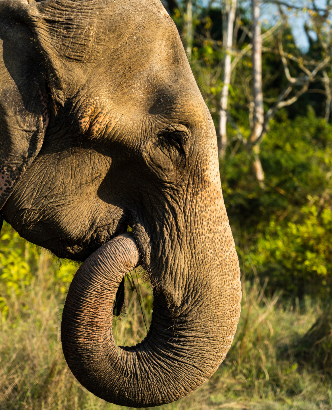 sponsor elephants