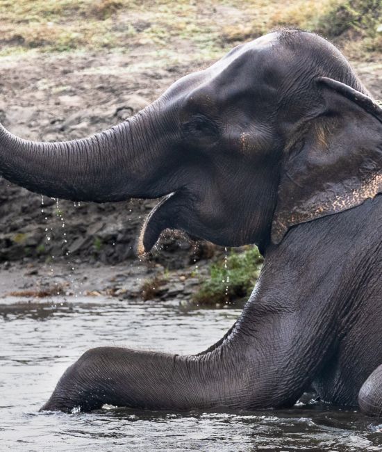 elephant-welfare-rtt